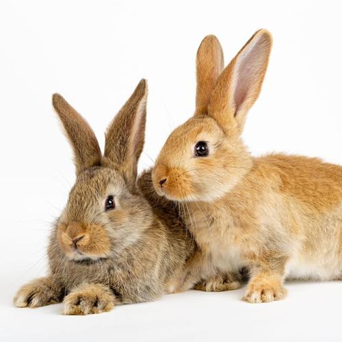 Kaninchen als Haustier